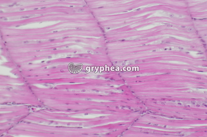 Fibres musculairess striées alevin de Truite x100 - gryphea.com